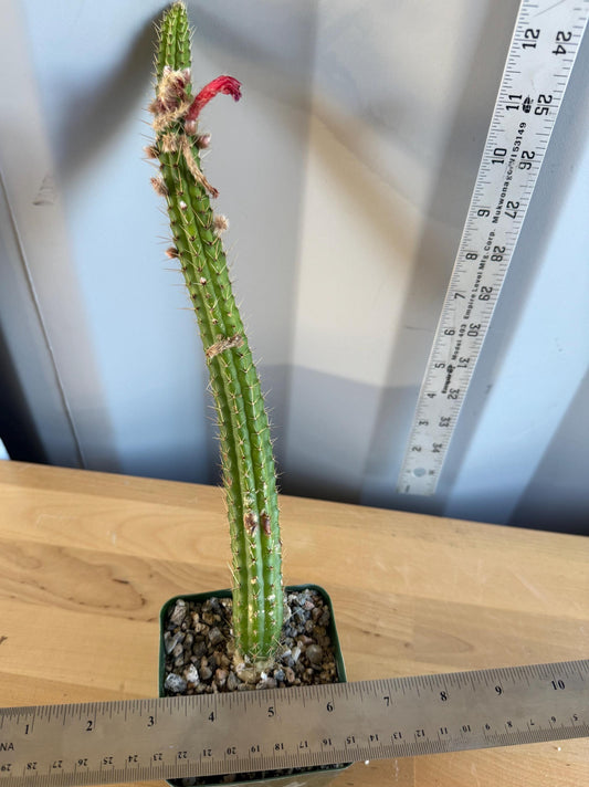 4-inch Cleistocactus samaipatanus | Bolivicereus samaipatanus L18