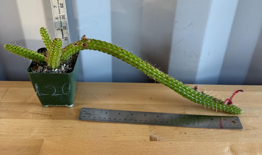 4-inch Cleistocactus samaipatanus | Bolivicereus samaipatanus L20