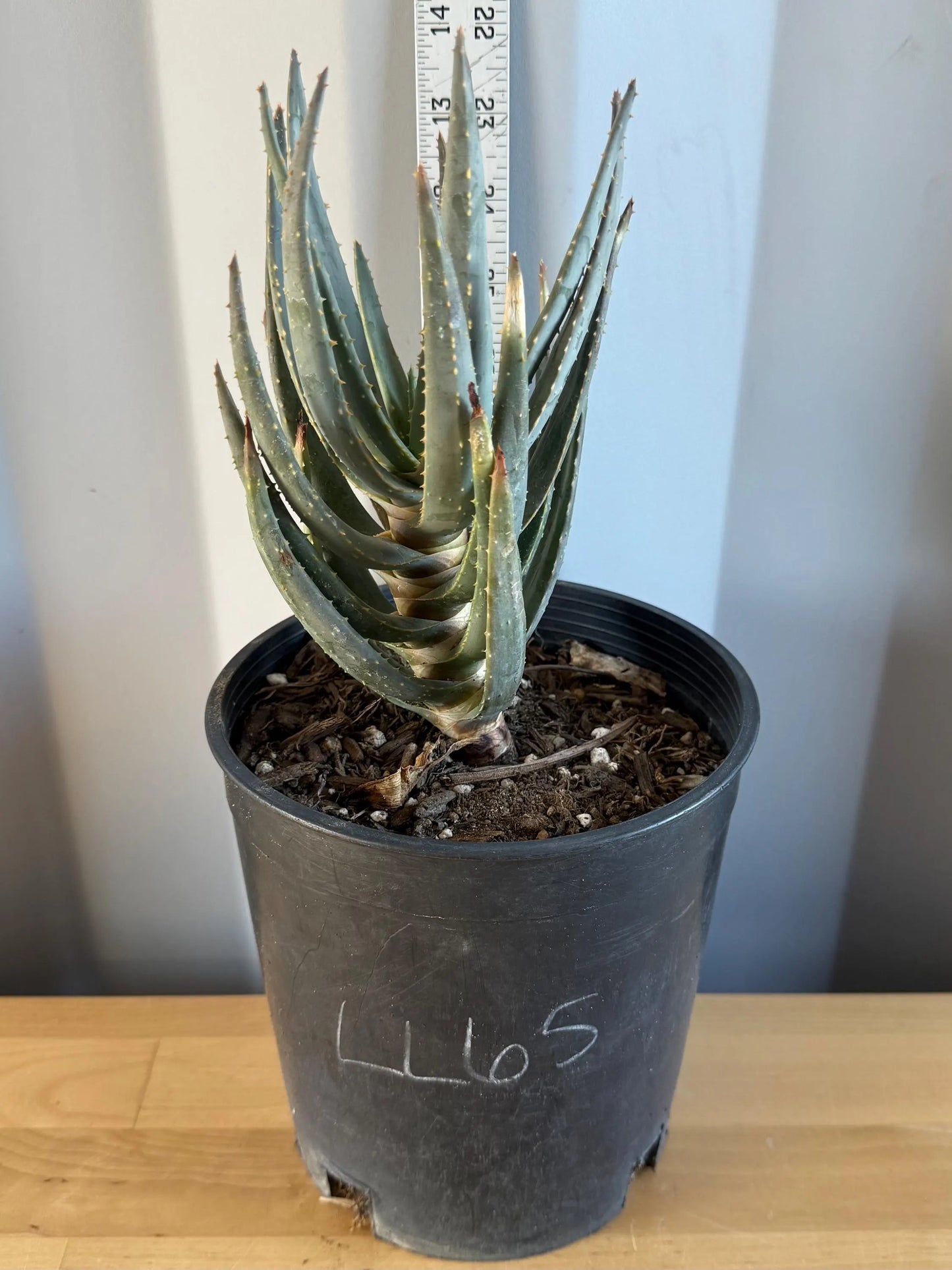 Aloe dichotoma | 'Quiver Tree' LL65
