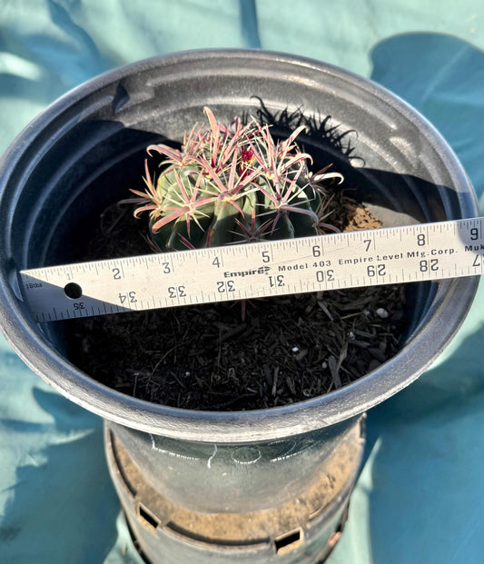 Devil's Tongue Cactus (L102) | Ferocactus latispinus