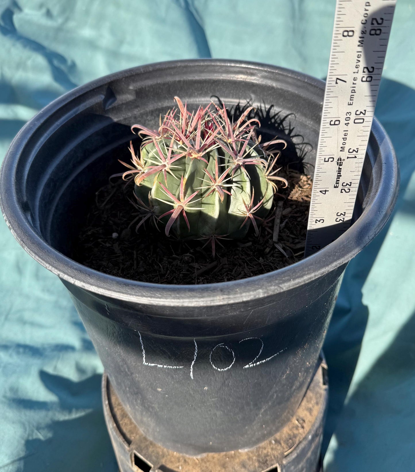Devil's Tongue Cactus (L102) | Ferocactus latispinus