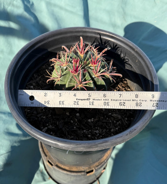 Devil's Tongue Cactus (L103) | Ferocactus latispinus