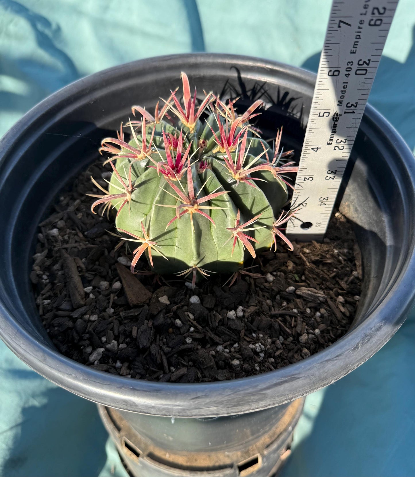 Devil's Tongue Cactus (L103) | Ferocactus latispinus