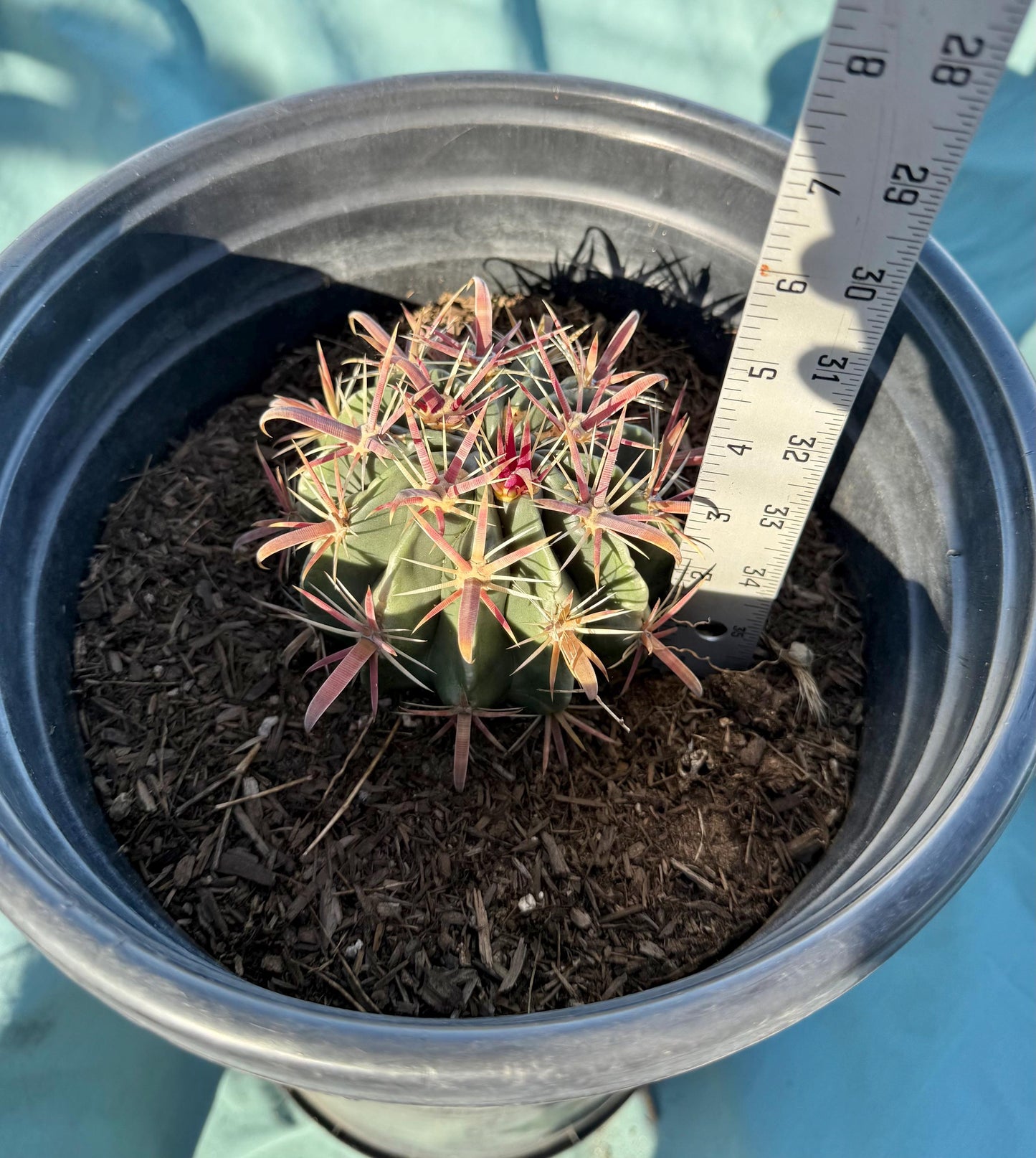 Devil's Tongue Cactus (L104) | Ferocactus latispinus