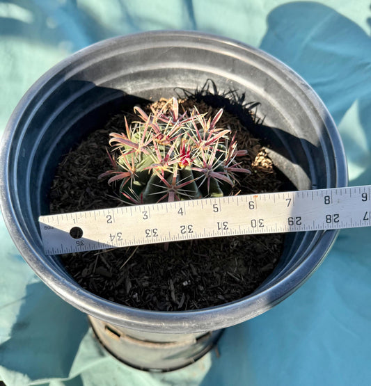 Devil's Tongue Cactus (L104) | Ferocactus latispinus