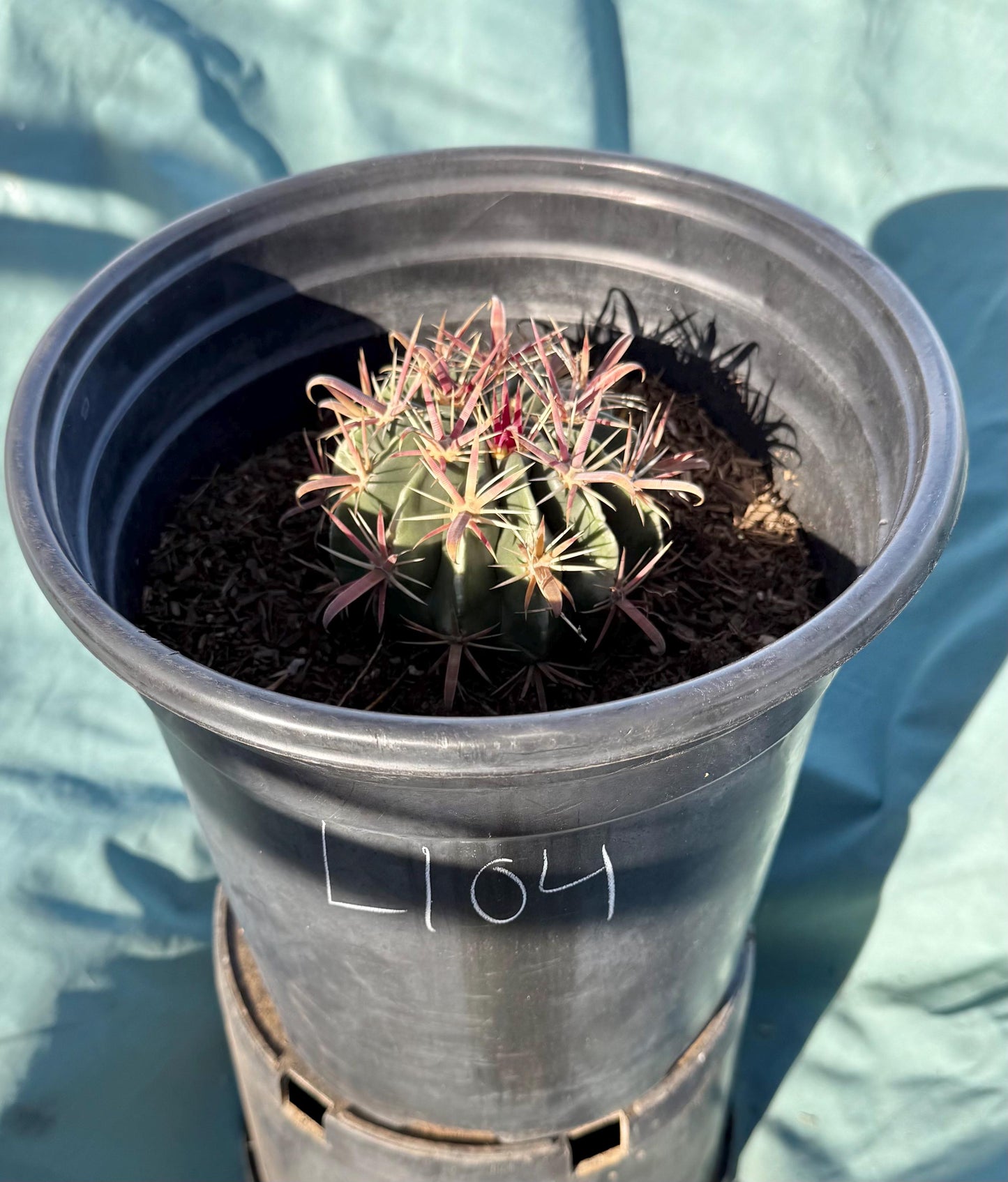 Devil's Tongue Cactus (L104) | Ferocactus latispinus