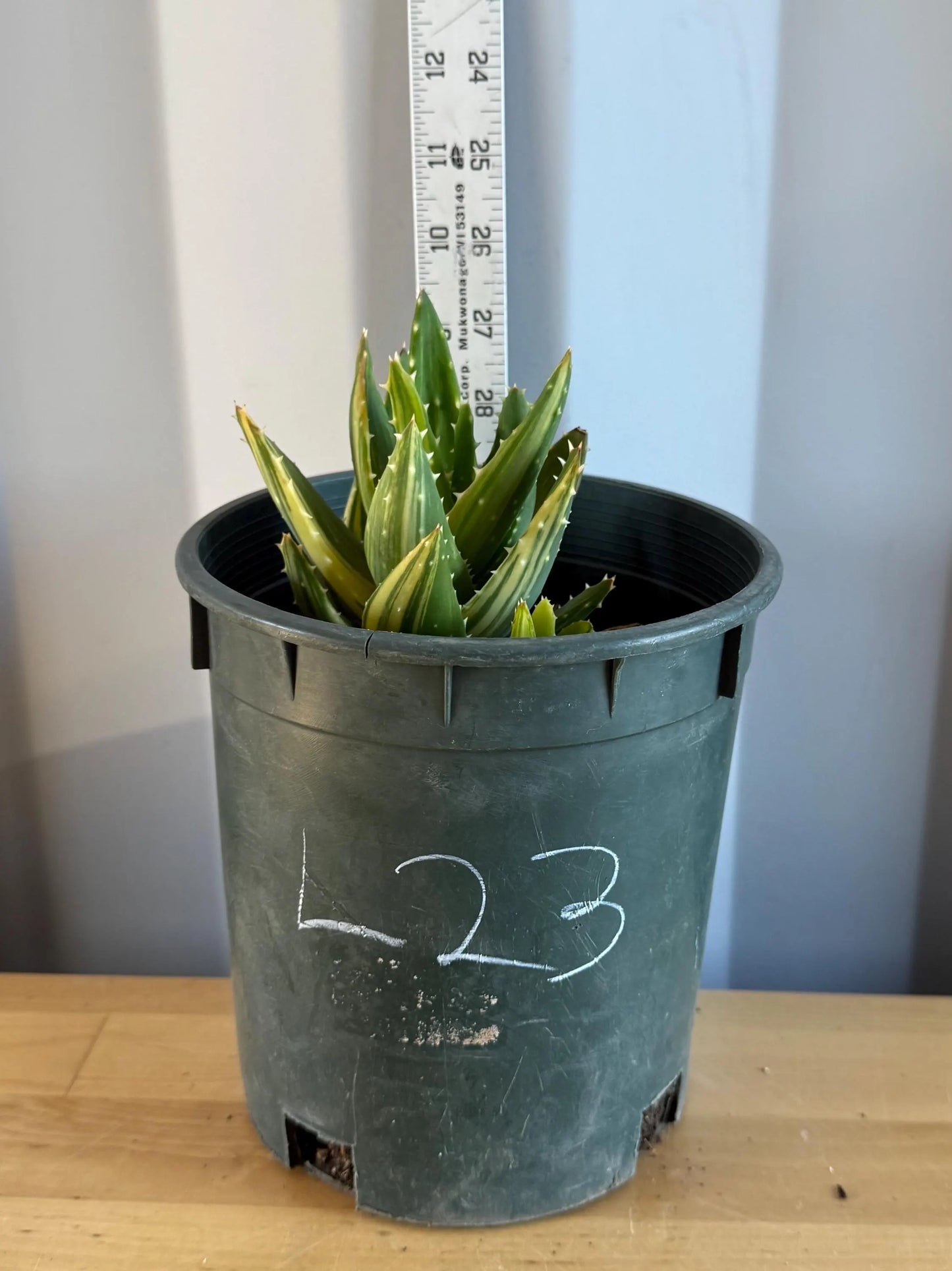 Golden Toothed Aloe (L23) | Variegated Aloe nobilis