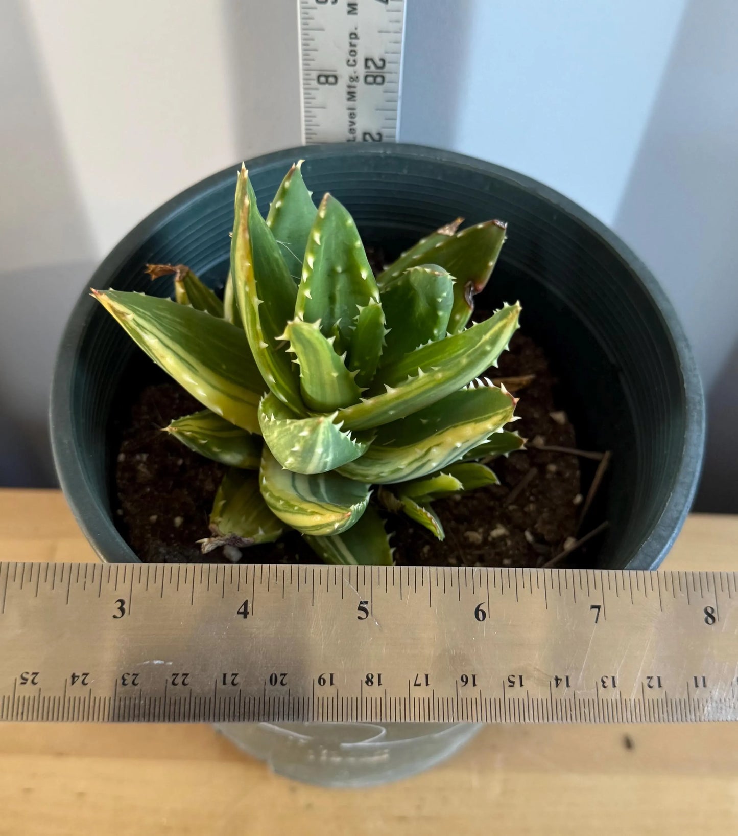 Golden Toothed Aloe (L23) | Variegated Aloe nobilis