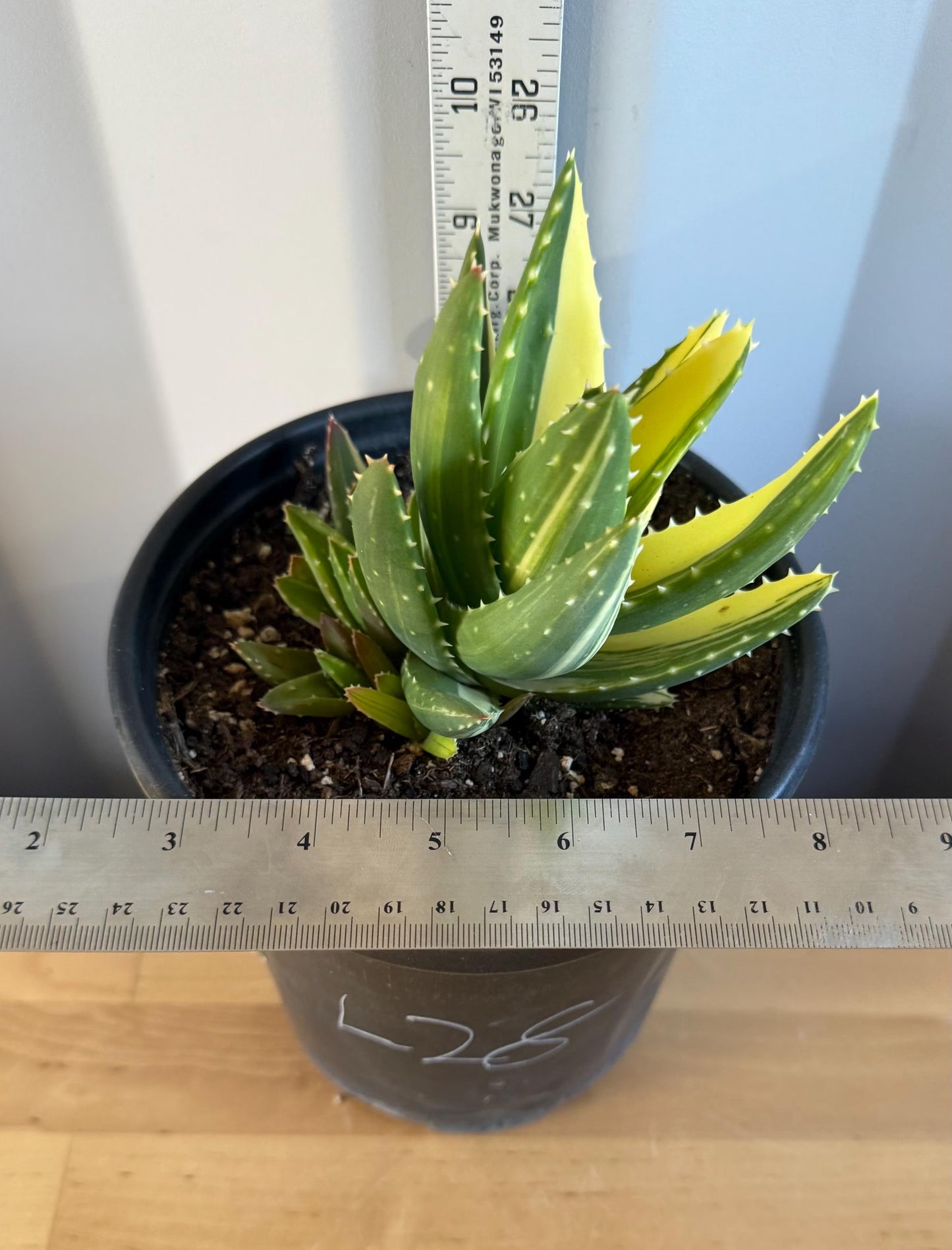 Golden Toothed Aloe (L28) | Variegated Aloe nobilis