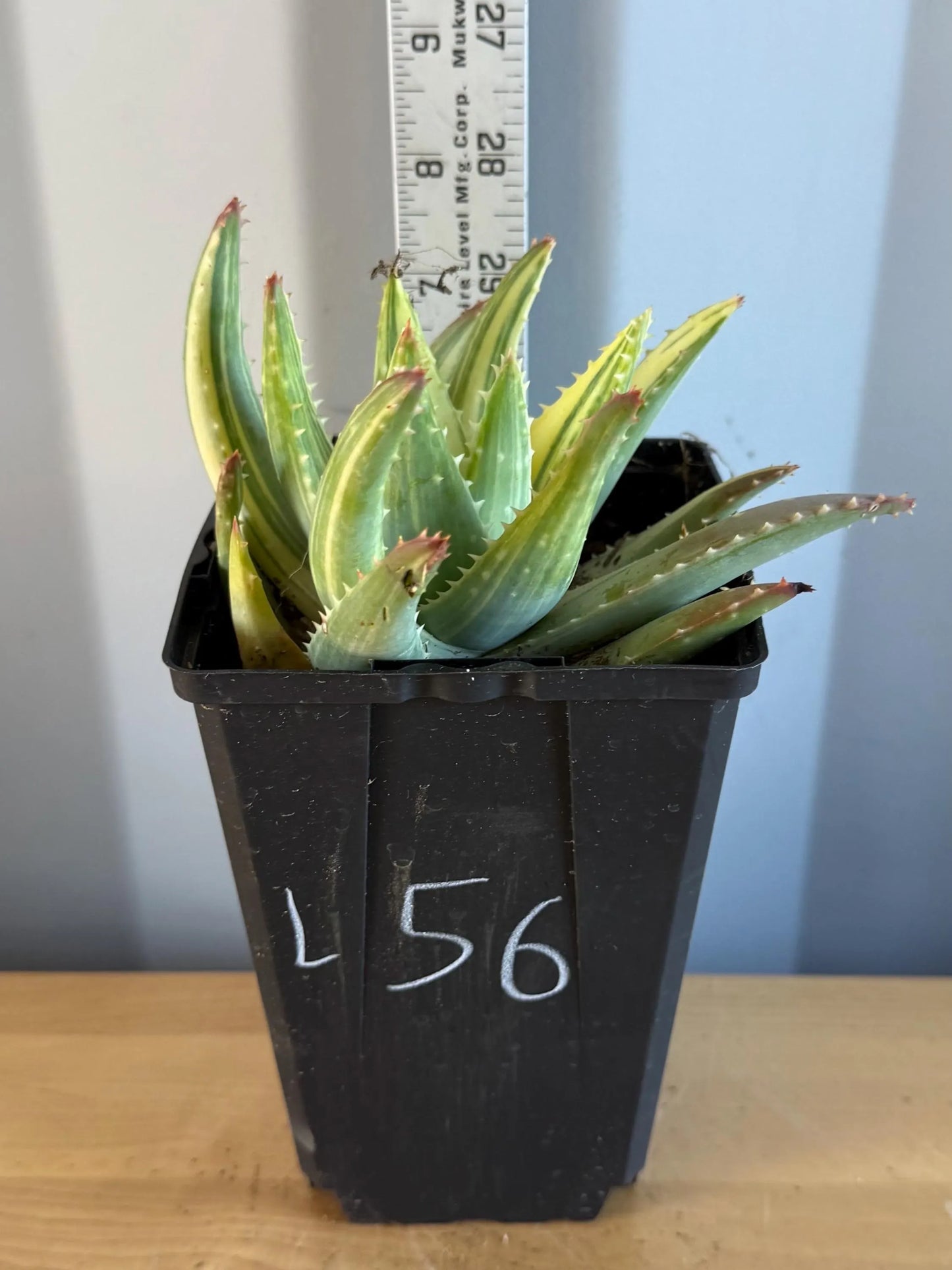4-inch Golden Toothed Aloe (L56) | Variegated Aloe nobilis
