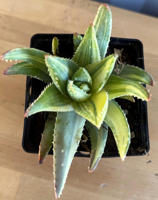 4-inch Golden Toothed Aloe (L56) | Variegated Aloe nobilis