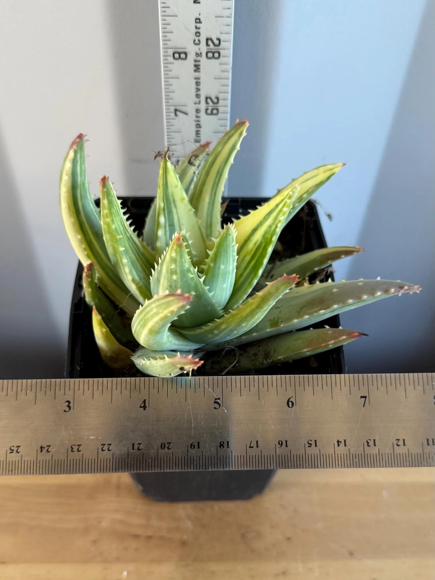 4-inch Golden Toothed Aloe (L56) | Variegated Aloe nobilis