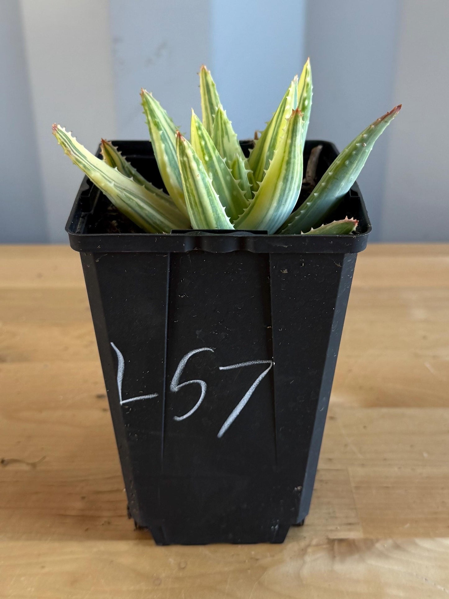 4-inch Golden Toothed Aloe (L57) | Variegated Aloe nobilis