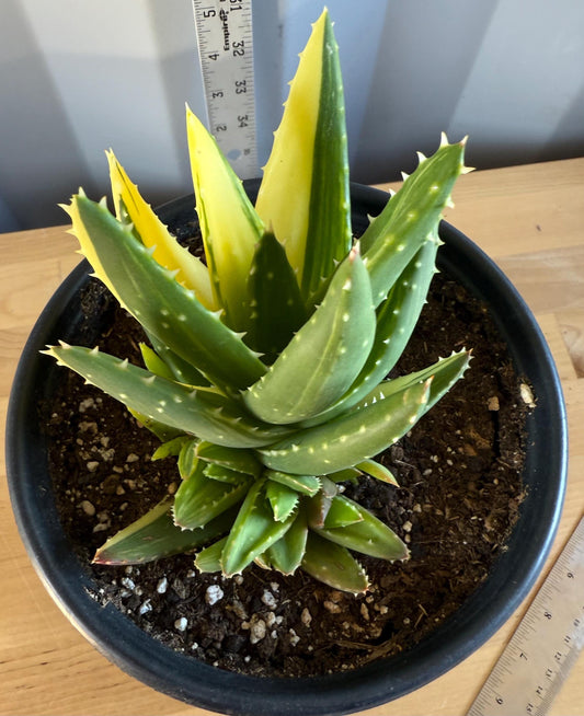Golden Toothed Aloe (L28) | Variegated Aloe nobilis