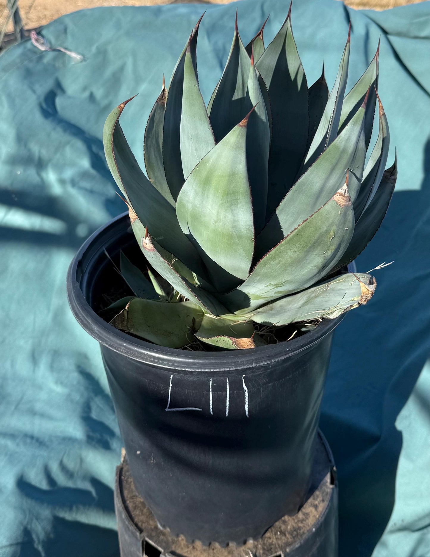 Agave celsii 'Nova' (L111)