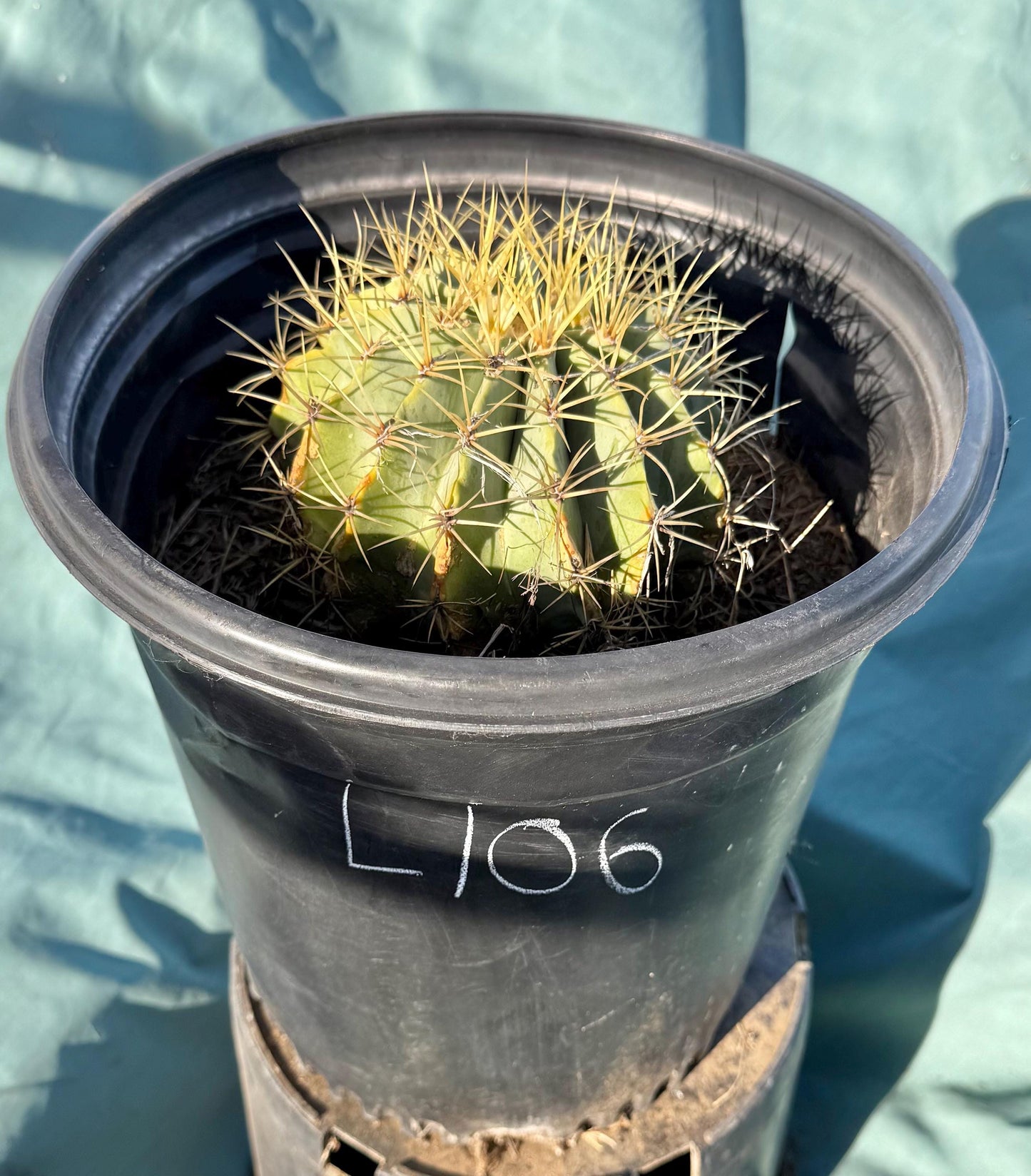 Glaucous Barrel Cactus (L106) | Ferocactus glaucescens