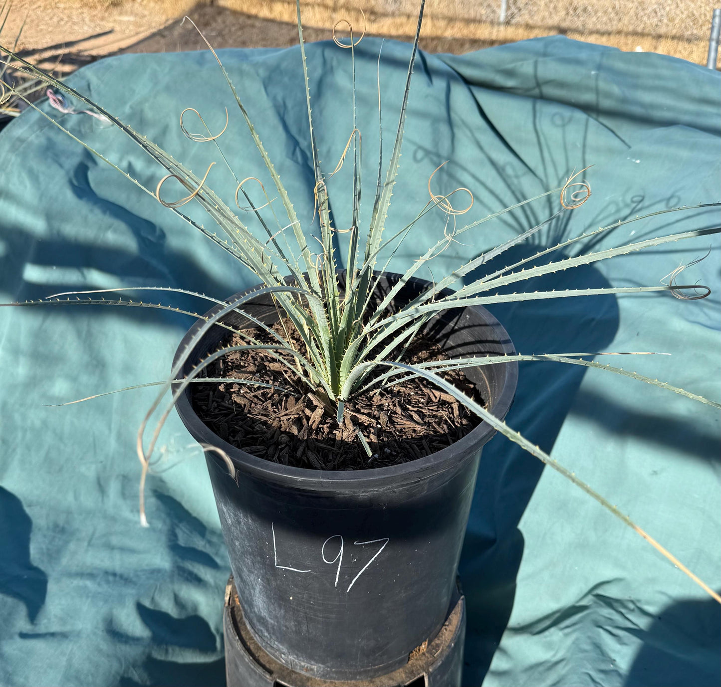 5gal Desert Spoon (L97) | Dasylirion wheeleri
