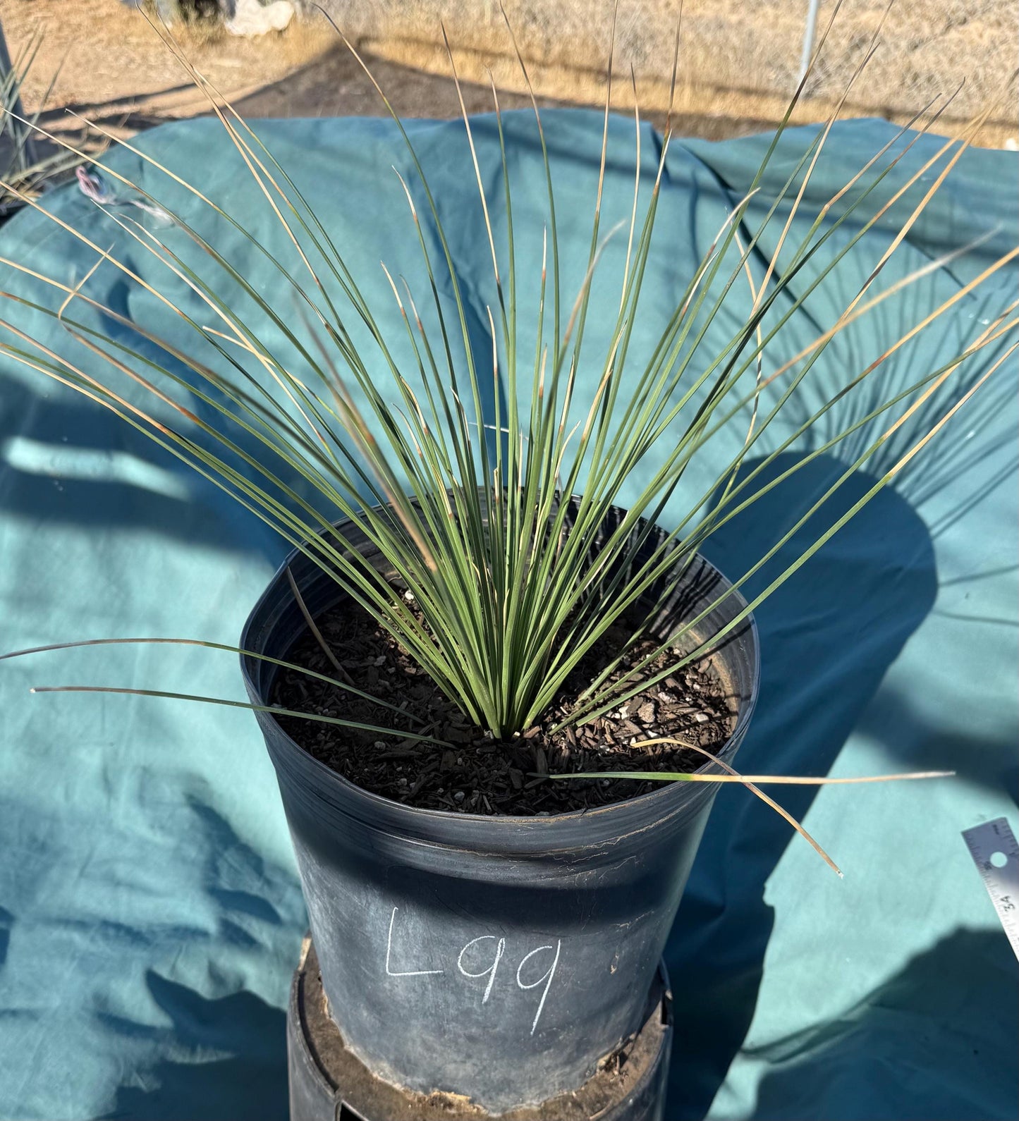 5gal Mexican Grass Tree (L99) | Dasylirion longissimum