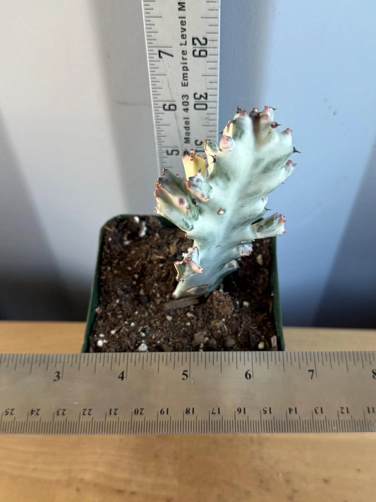 4-inch ‘Dragon Bones’ | Euphorbia lactea variegata ‘White Ghost’ (L65)