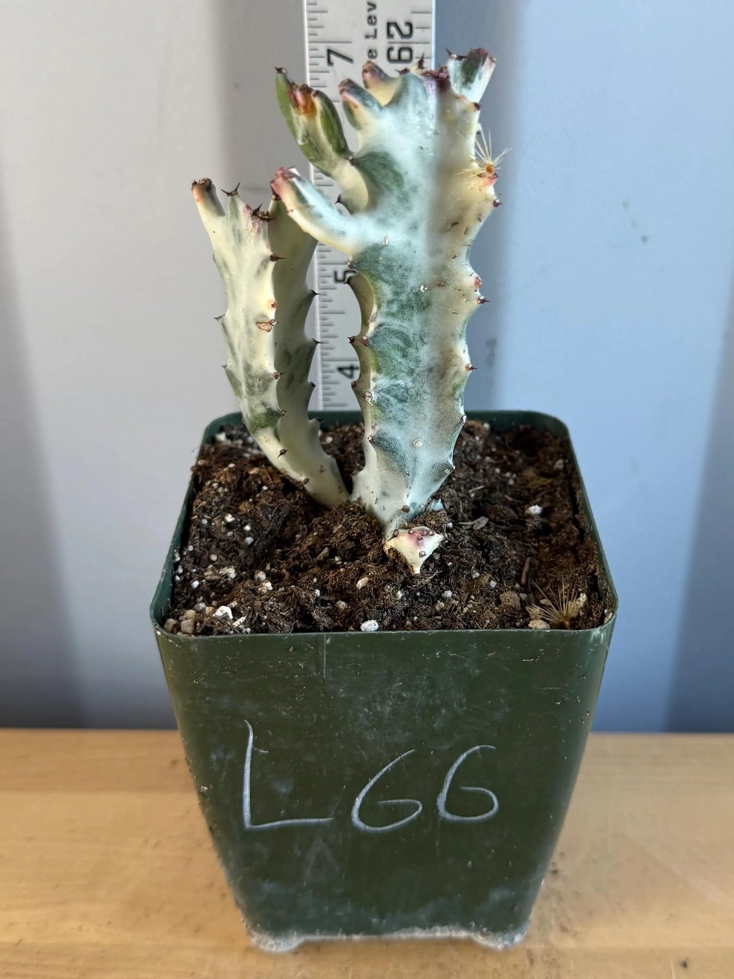 4-inch ‘Dragon Bones’ | Euphorbia lactea variegata ‘White Ghost’ (L66)