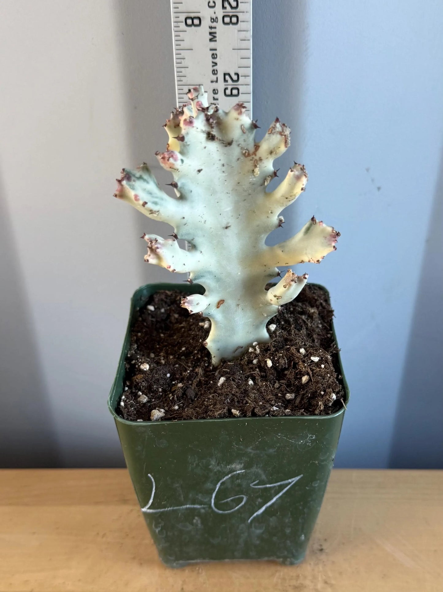 4-inch ‘Dragon Bones’ | Euphorbia lactea variegata ‘White Ghost’ (L67)