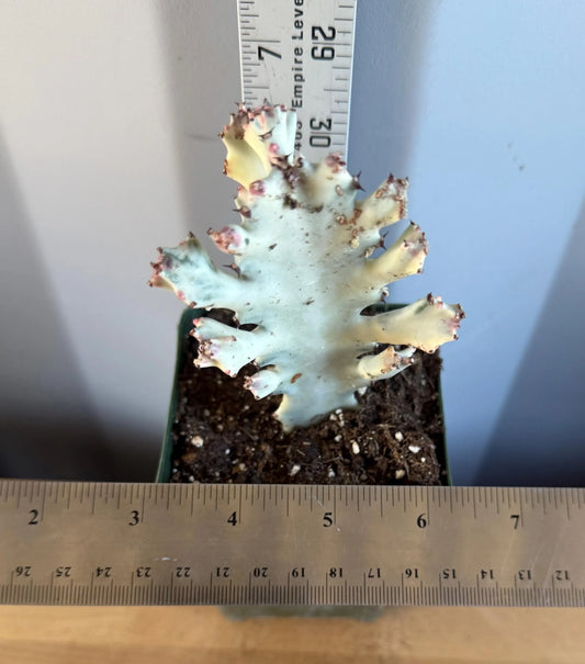 4-inch ‘Dragon Bones’ | Euphorbia lactea variegata ‘White Ghost’ (L67)