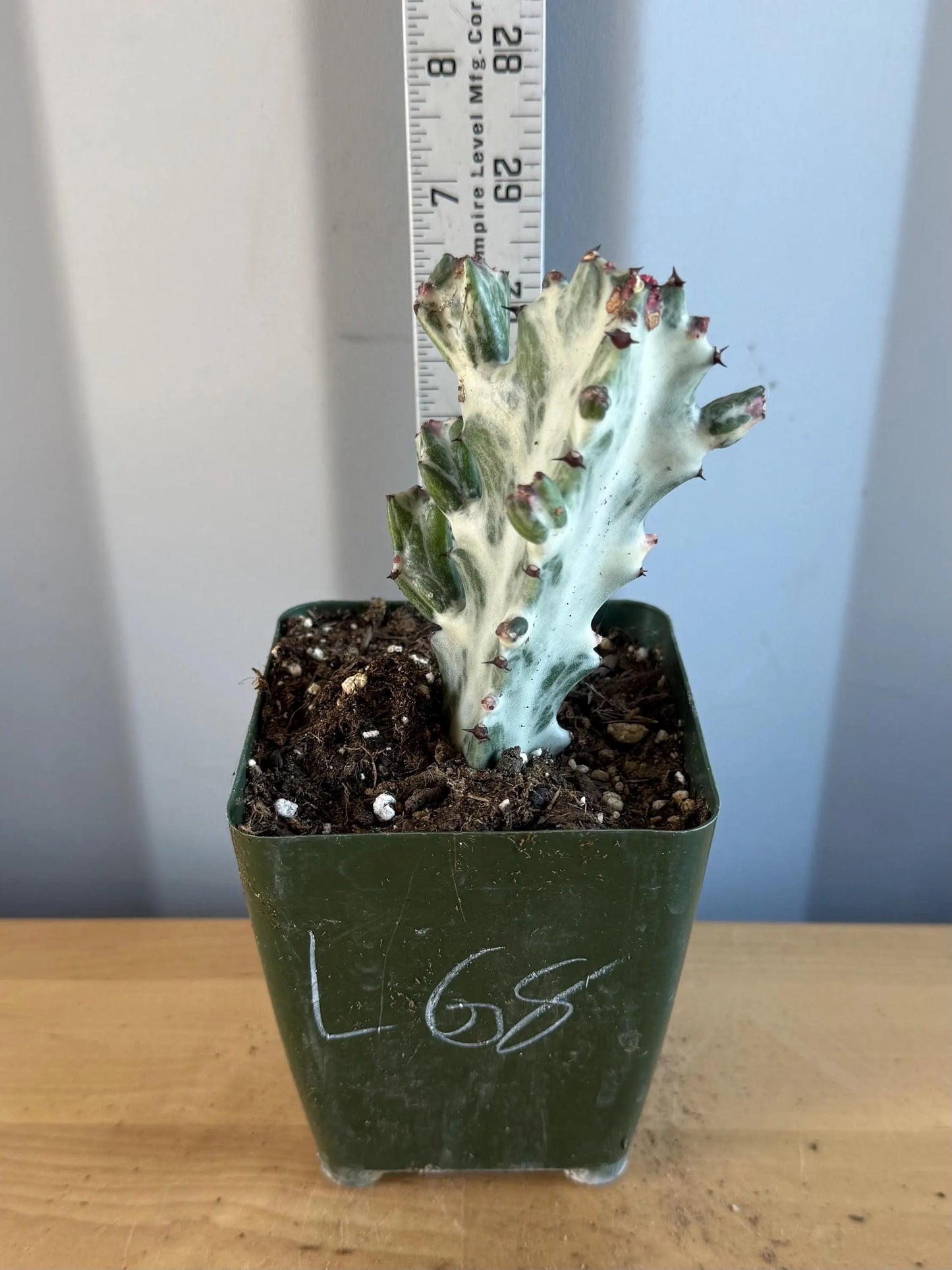 4-inch ‘Dragon Bones’ | Euphorbia lactea variegata ‘White Ghost’ (L68)