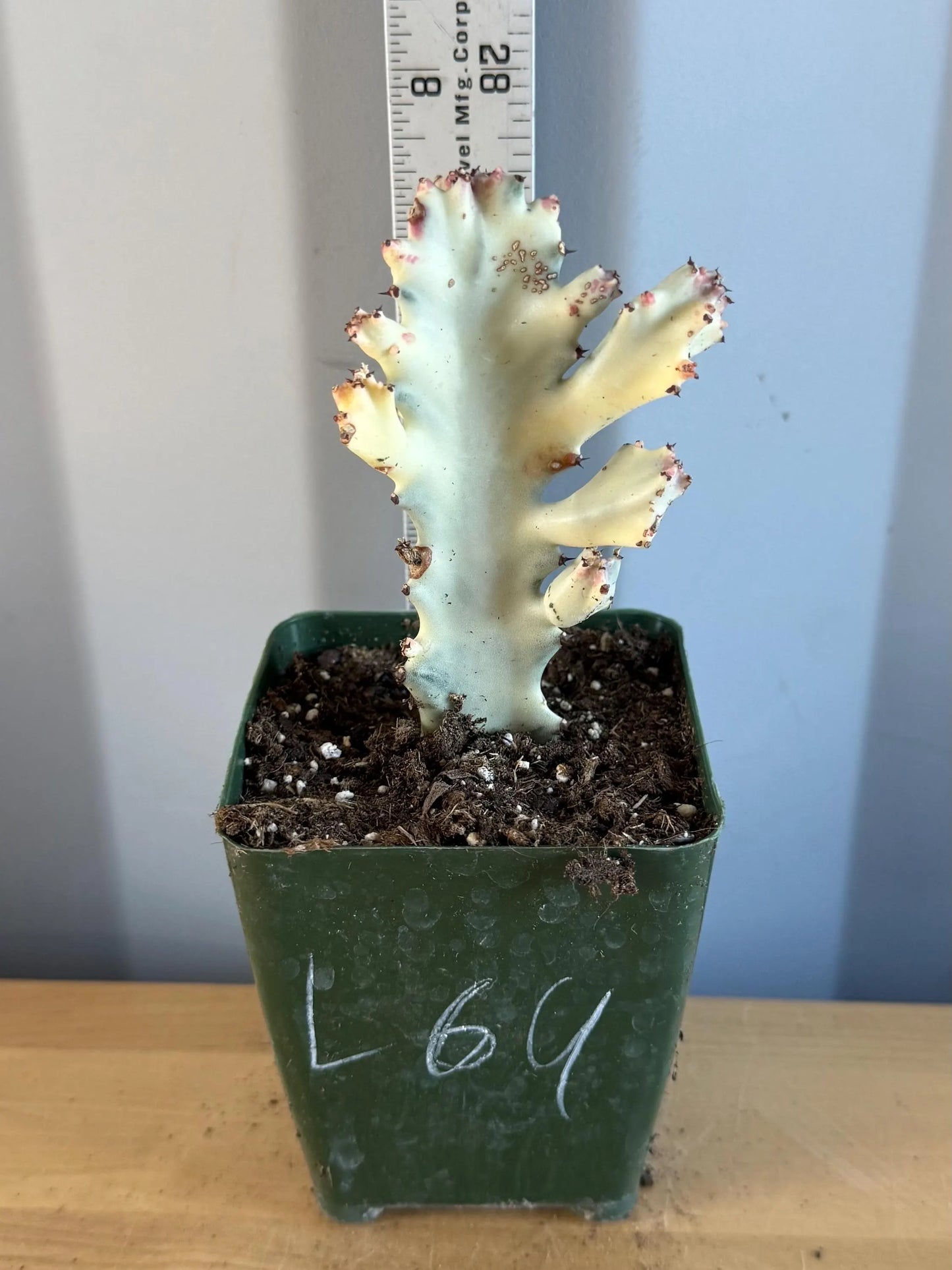 4-inch ‘Dragon Bones’ | Euphorbia lactea variegata ‘White Ghost’ (L69)