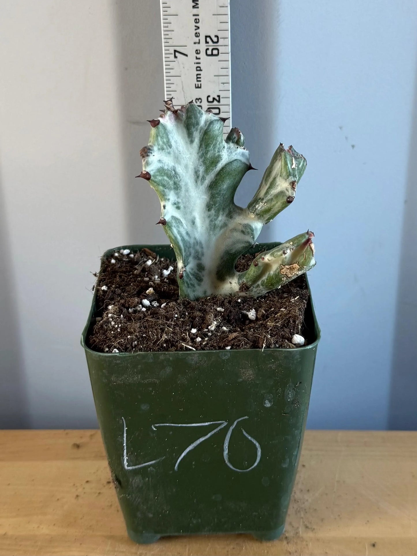 4-inch ‘Dragon Bones’ | Euphorbia lactea variegata ‘White Ghost’ (L70)