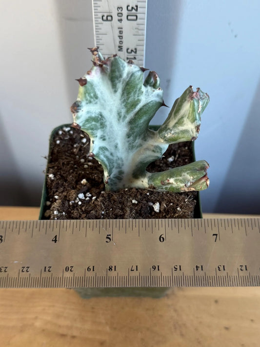 4-inch ‘Dragon Bones’ | Euphorbia lactea variegata ‘White Ghost’ (L70)