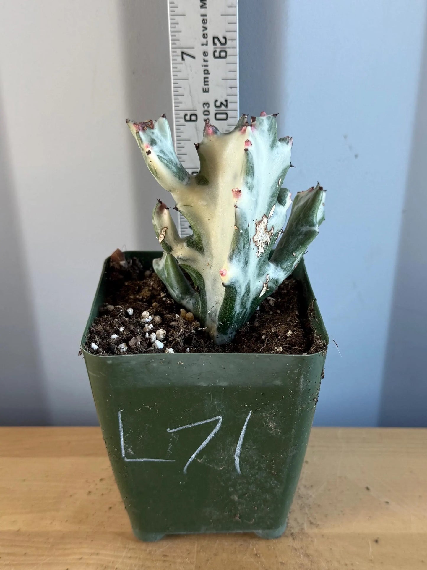 4-inch ‘Dragon Bones’ | Euphorbia lactea variegata ‘White Ghost’ (L71)