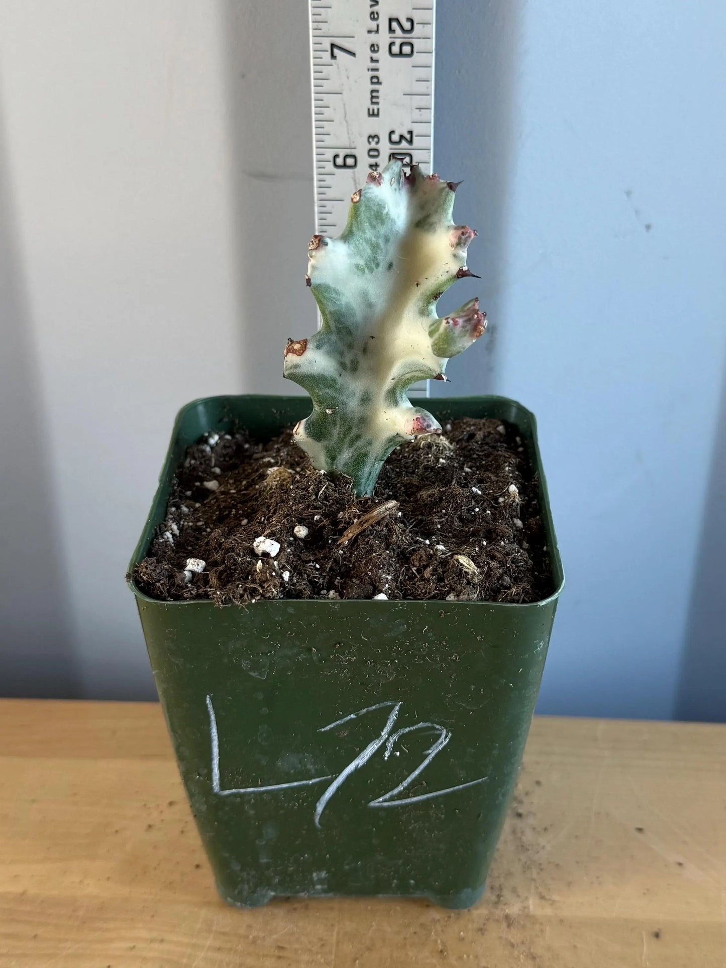 4-inch ‘Dragon Bones’ | Euphorbia lactea variegata ‘White Ghost’ (L72)