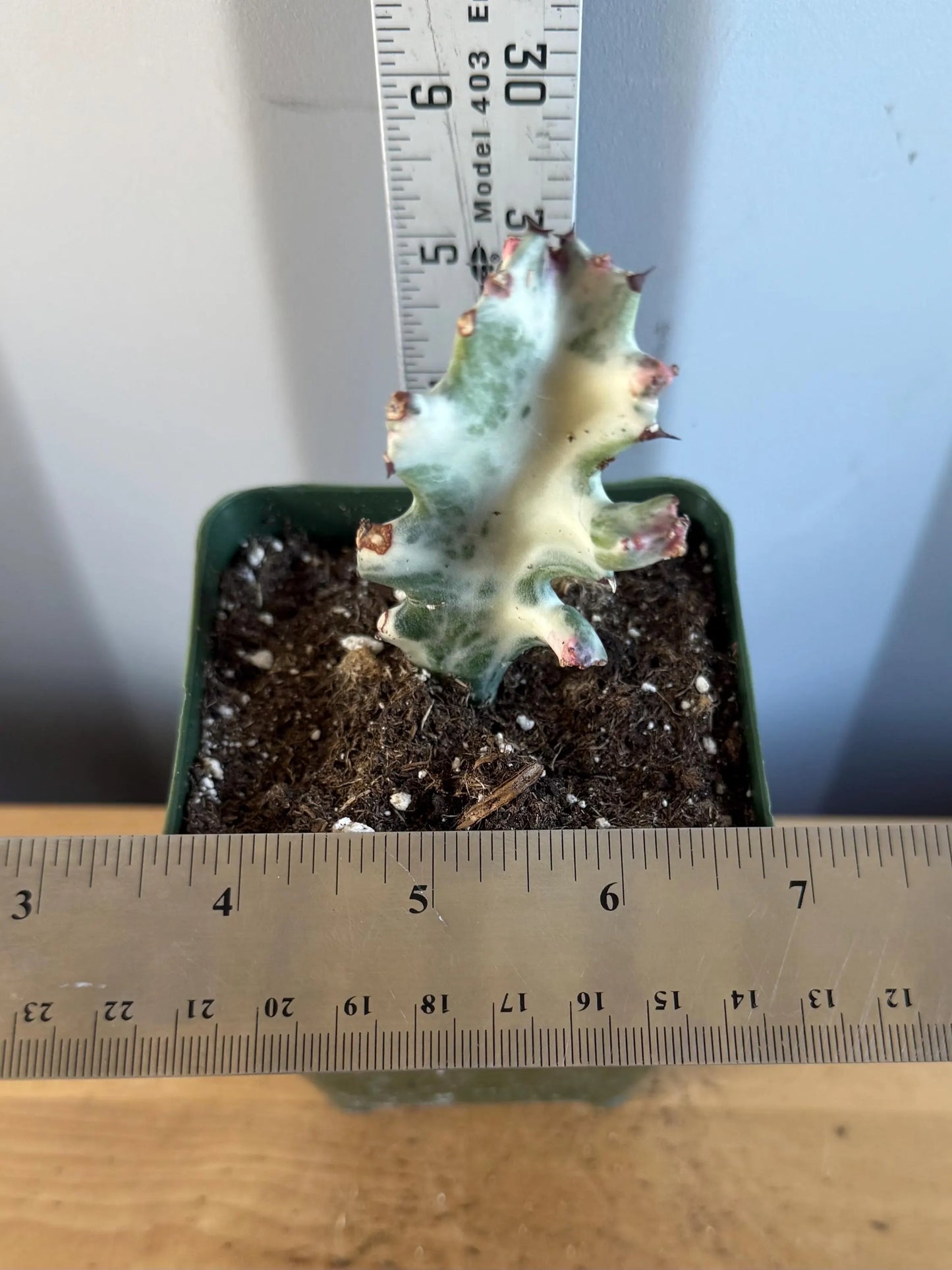 4-inch ‘Dragon Bones’ | Euphorbia lactea variegata ‘White Ghost’ (L72)