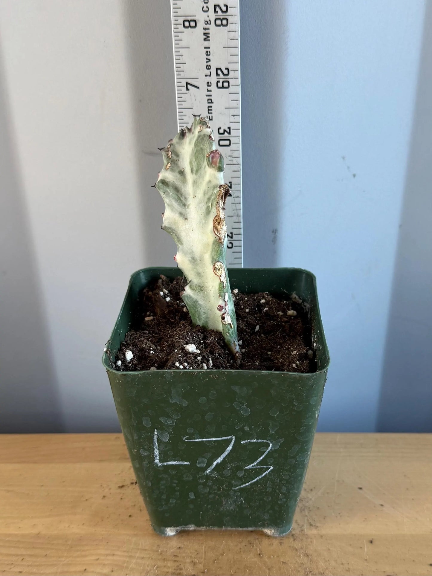4-inch ‘Dragon Bones’ | Euphorbia lactea variegata ‘White Ghost’ (L73)