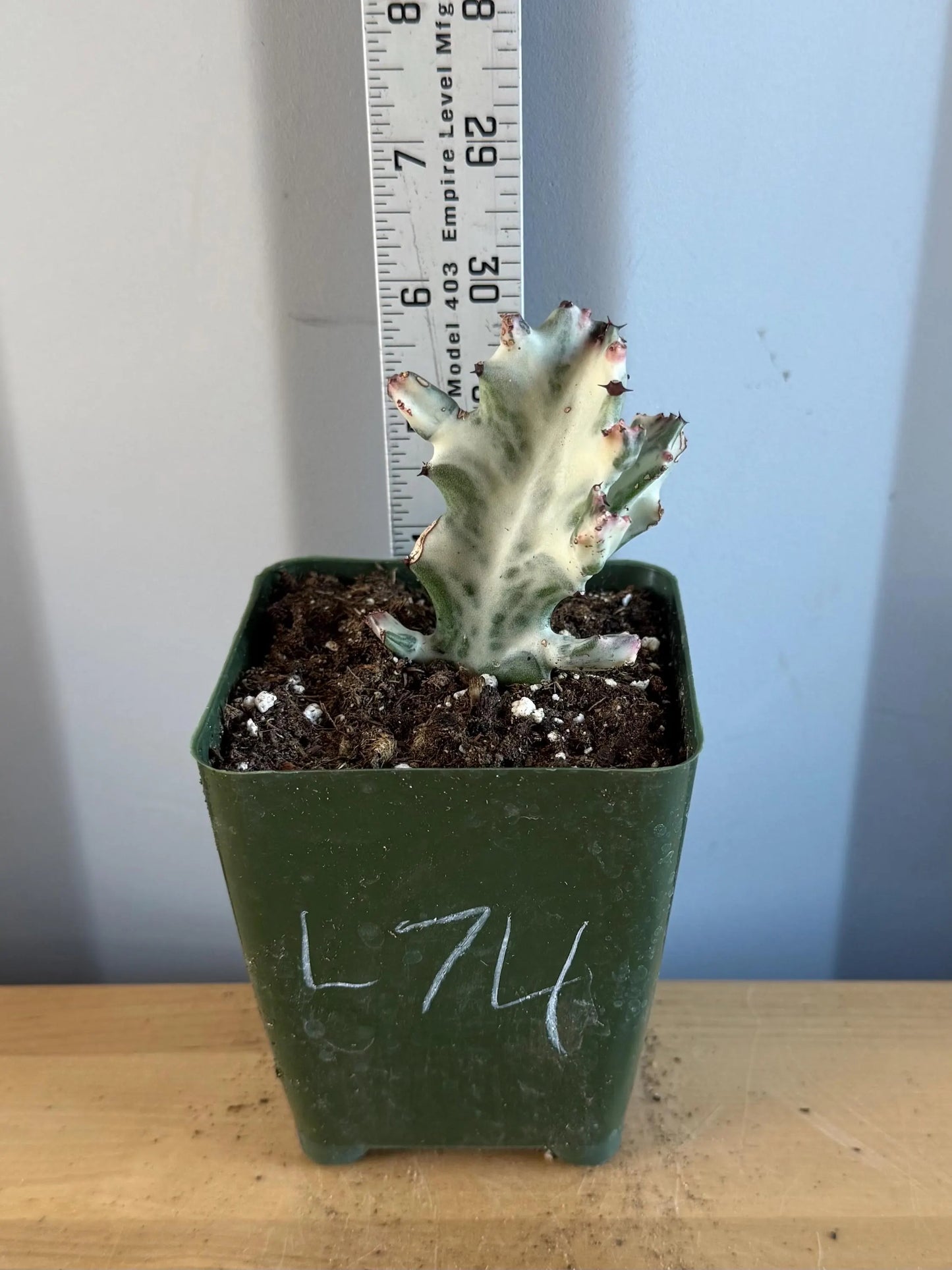 4-inch ‘Dragon Bones’ | Euphorbia lactea variegata ‘White Ghost’ (L74)