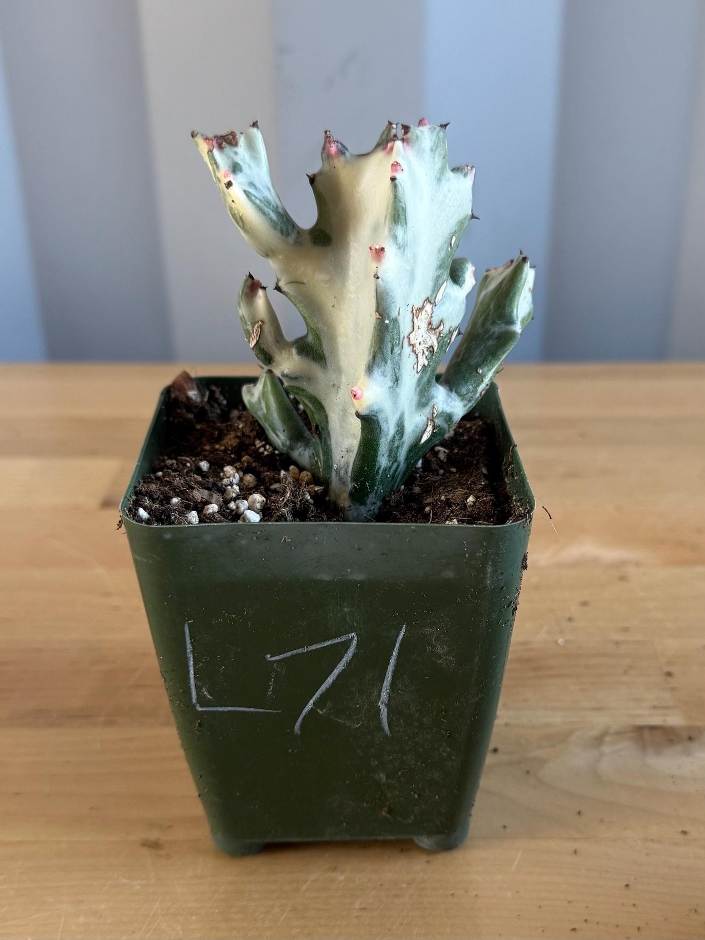 4-inch ‘Dragon Bones’ | Euphorbia lactea variegata ‘White Ghost’ (L71)