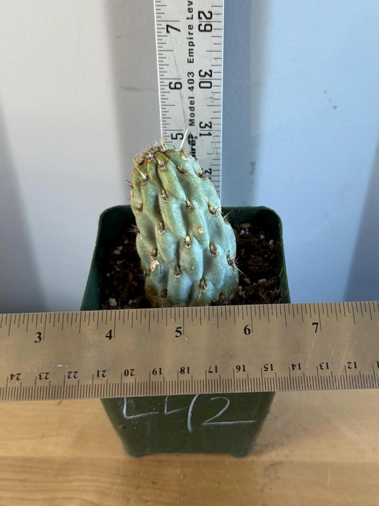 4-inch Miqueliopuntia miquelii (L42) | Opuntia miquelii