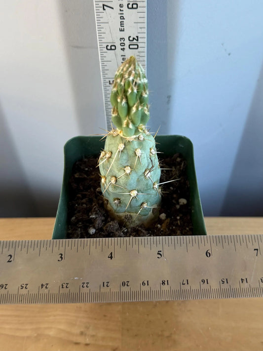 4-inch Miqueliopuntia miquelii (L43) | Opuntia miquelii