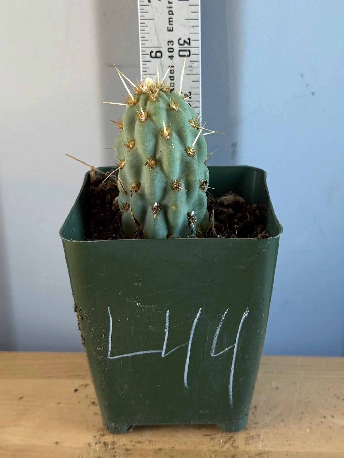 4-inch Miqueliopuntia miquelii (L44) | Opuntia miquelii