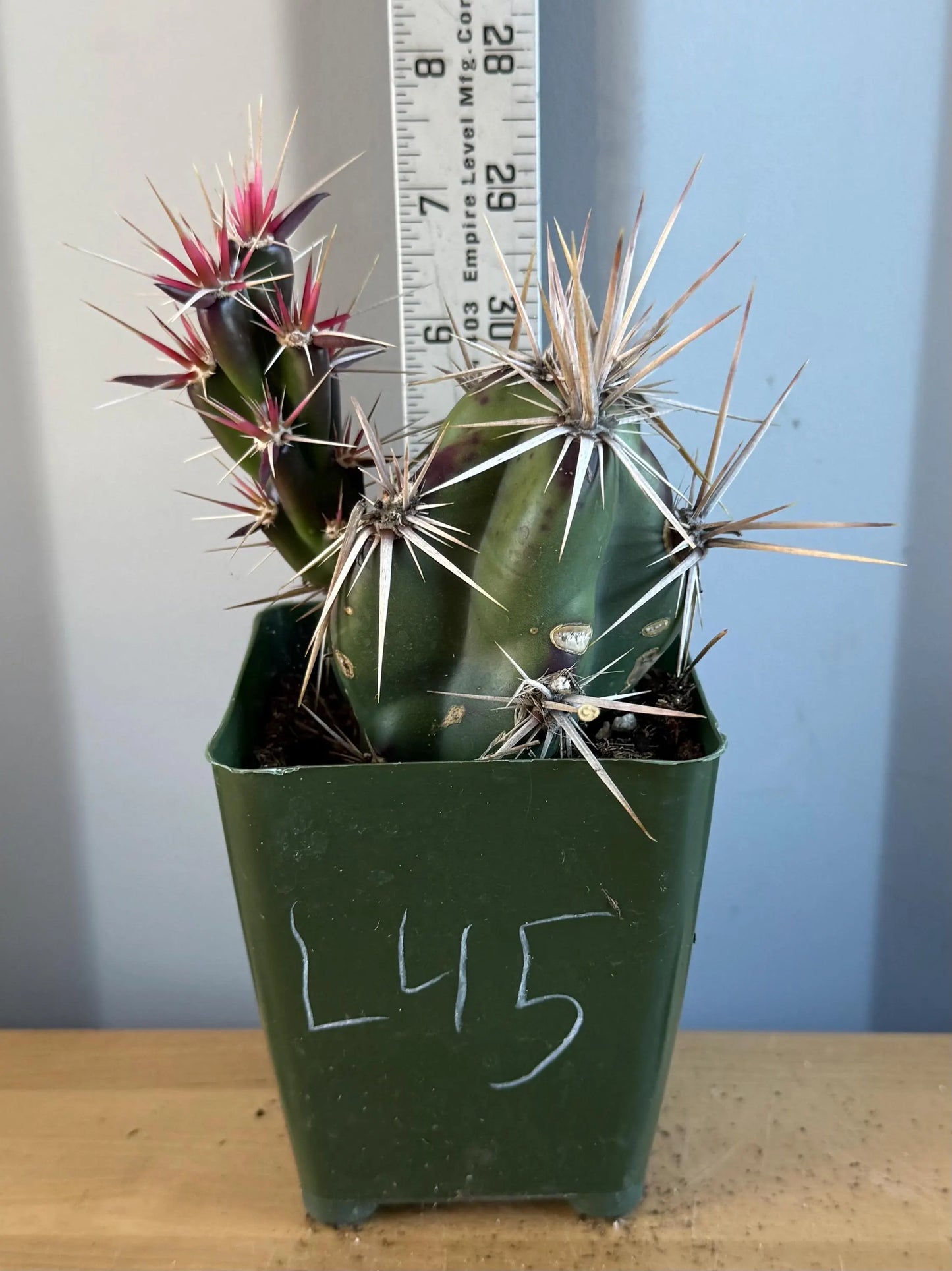 4-inch Opuntia invicta (L45) | Corynopuntia invicta
