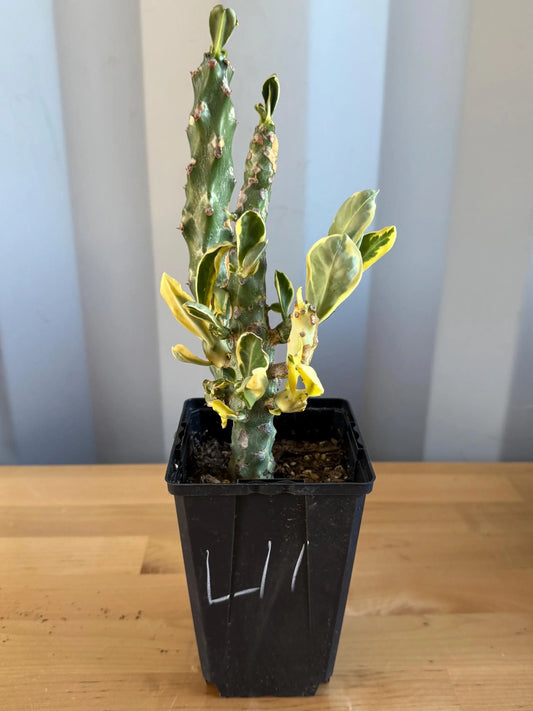 Euphorbia neriifolia variegata (L11) | Euphorbia Neriifolia Variegated