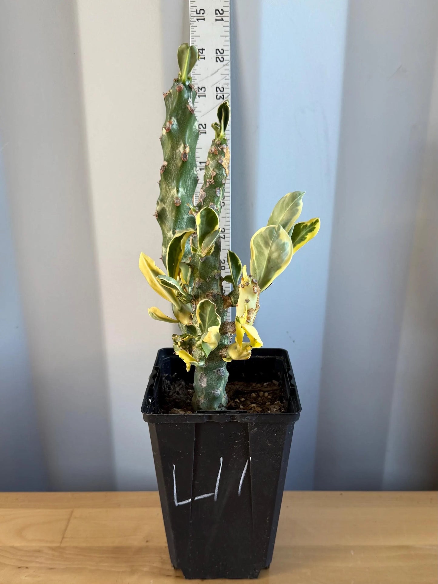 Euphorbia neriifolia variegata (L11) | Euphorbia Neriifolia Variegated