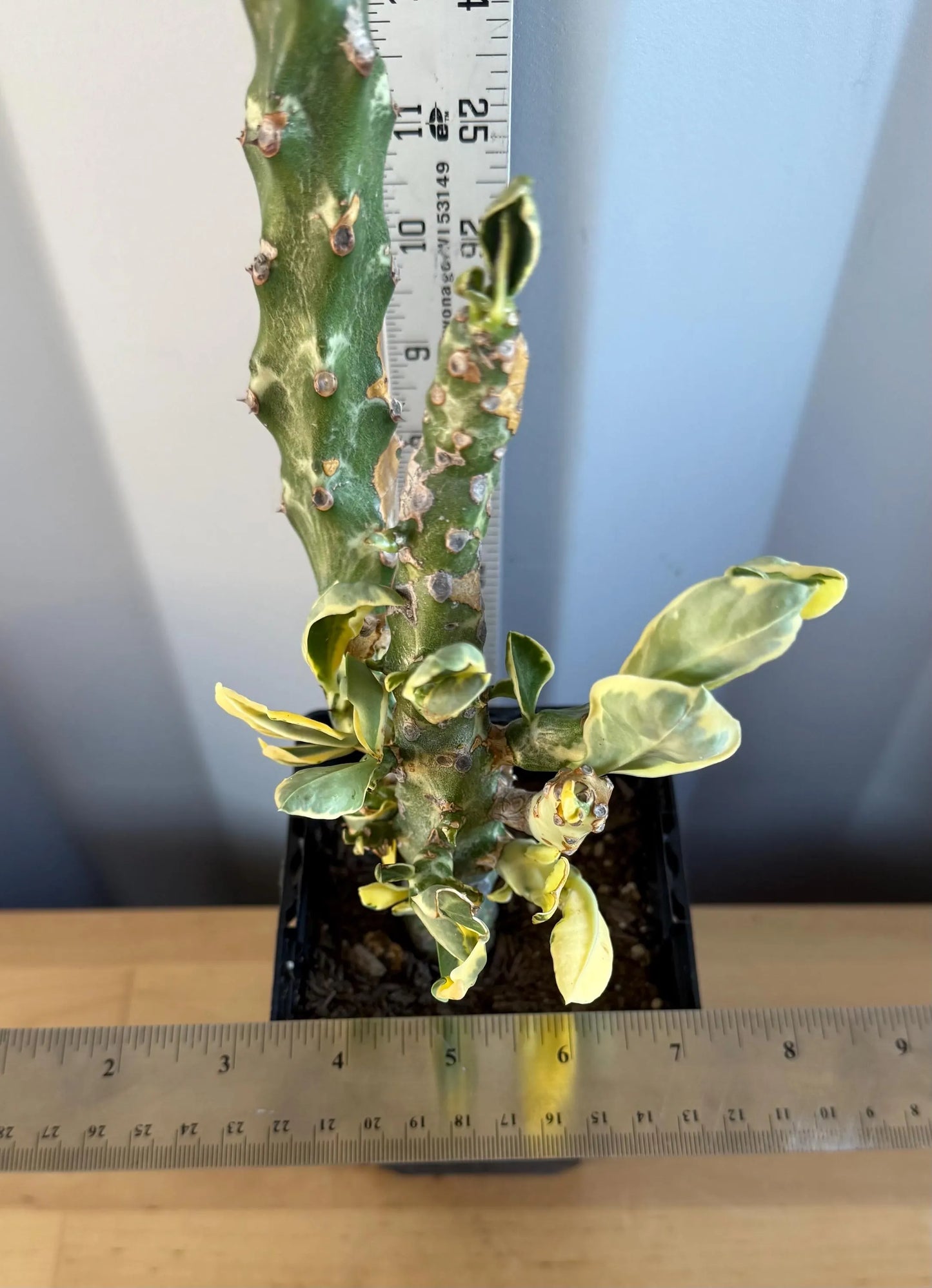 Euphorbia neriifolia variegata (L11) | Euphorbia Neriifolia Variegated