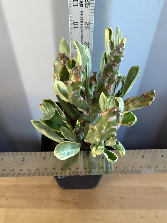 Euphorbia neriifolia variegata (L12) | Euphorbia Neriifolia Variegated