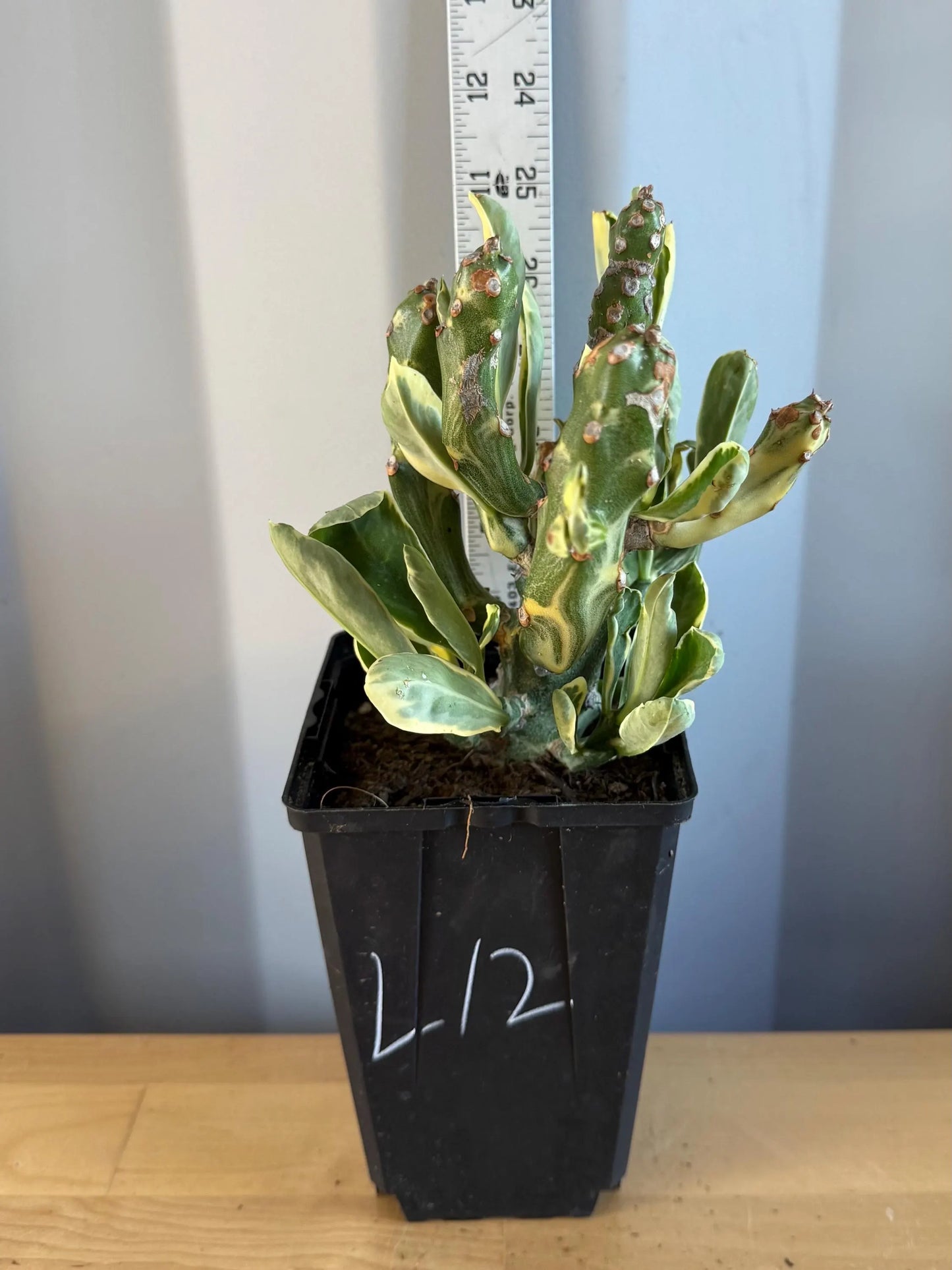 Euphorbia neriifolia variegata (L12) | Euphorbia Neriifolia Variegated