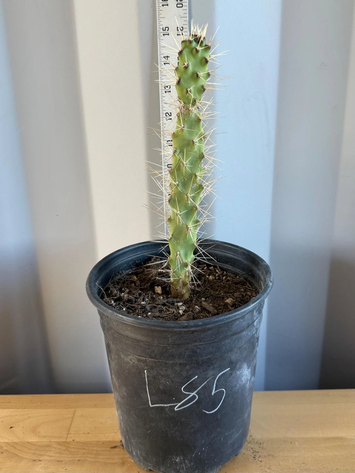 Cholla Cactus (L85) | Cylindropuntia cholla