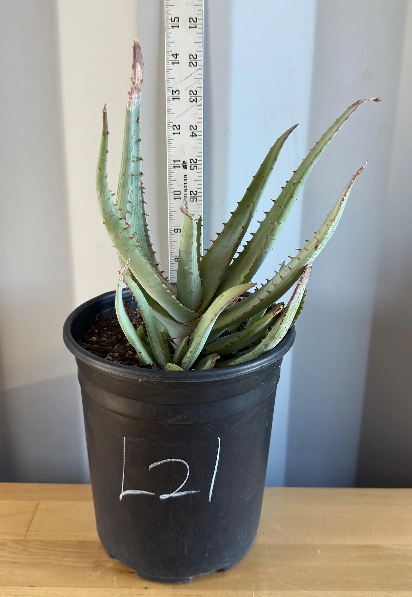 Aloe Glauca (L21) | 'Blue Aloe' Aloe Glauca