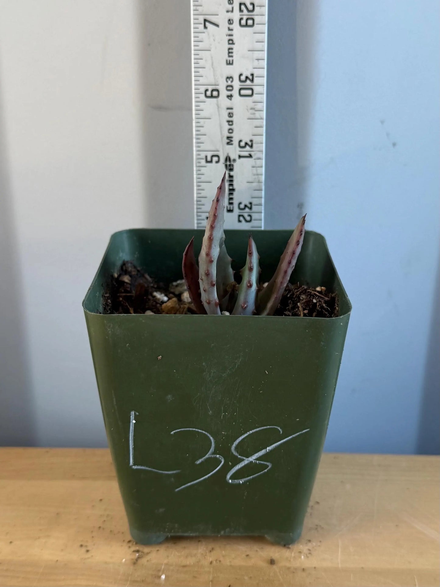 4-inch Aloe Marlothii (L38) | ‘Mountain Aloe’