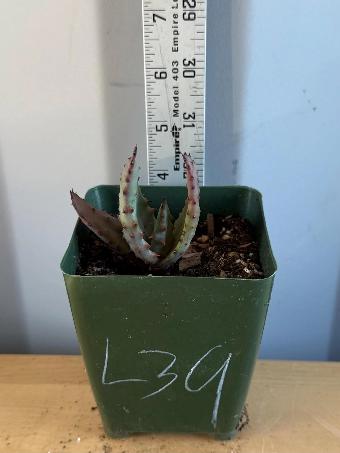 4-inch Aloe Marlothii (L39) | ‘Mountain Aloe’