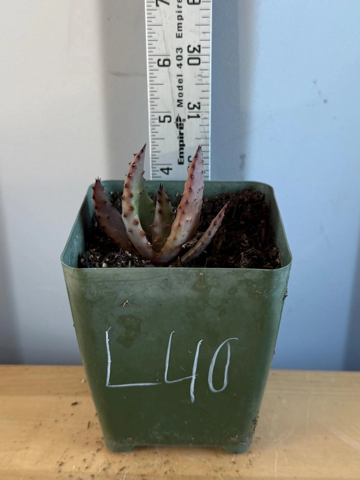 4-inch Aloe Marlothii (L40) | ‘Mountain Aloe’